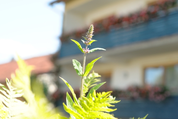 Hotel Schwarzes Ross Gasthof (Schwarzach am Main - Hörblach)